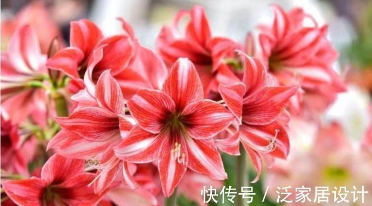 光照|7月2日开始,养花试试这几款,花型圆滚迷人,绚丽多彩