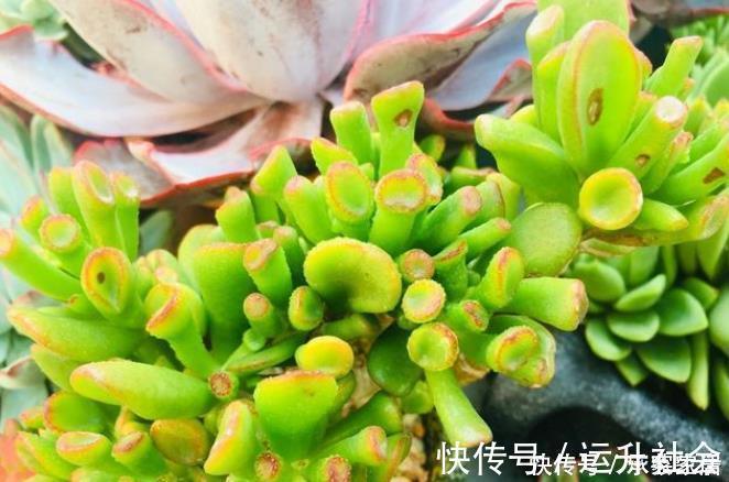 5种多肉植物能旺财,好看好养又不贵,不养几盆可惜了
