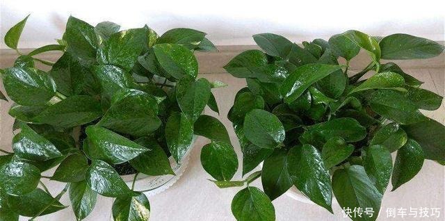 绿萝到底怎么浇水2个浇水技巧,学会浇水就能把绿萝养爆盆!