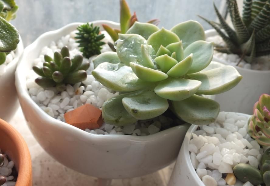 多肉叶|多肉叶插育苗：从摘叶子到出苗，这些小细节都该多注意