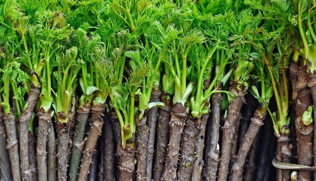 凉拌|65种野菜图片,带你认识不同的野菜和吃法,你想要的野菜这里都有