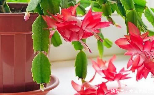 蟹爪兰|养长寿花、蟹爪兰用它最好使,半个月花蕾长满枝,轻松花开爆满盆