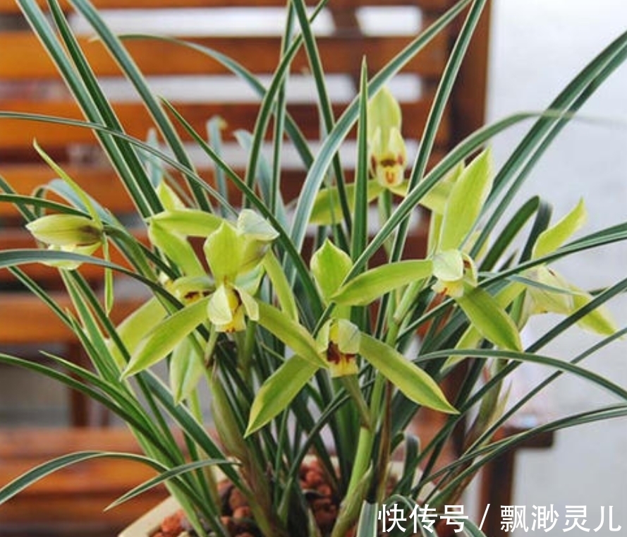 养兰花的“小妙招”，年后做好这“2步”，新芽才能翻倍长！