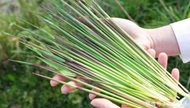 曾是恶性杂草,味道却比甘蔗甜,农村娃的小零食,如今25元一斤