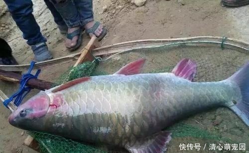 草鱼和鲤鱼的后代?这种怪鱼只有西南地区才有,人称“青竹鲤”