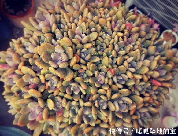 要提前准备|不要说冬美人爆盆难,叶插一年的冬美人,换盆后也能达到爆盆效果