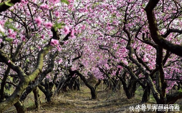 院子栽树有讲究,栽对能旺宅,这3种树不能出现!我家就栽错了