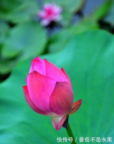 桃花|10月下旬，紫气东来，4属相桃花朵朵，生活顺心，家庭美满幸福