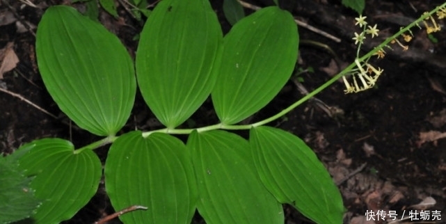 常吃|农村常吃的野生植物,只有几片叶子,有钱人都爱的不行!