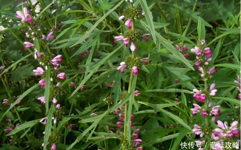 医宗金鉴|月经过多像“塌崩”,人也跟着崩溃,女性月经量多应该如何治疗?