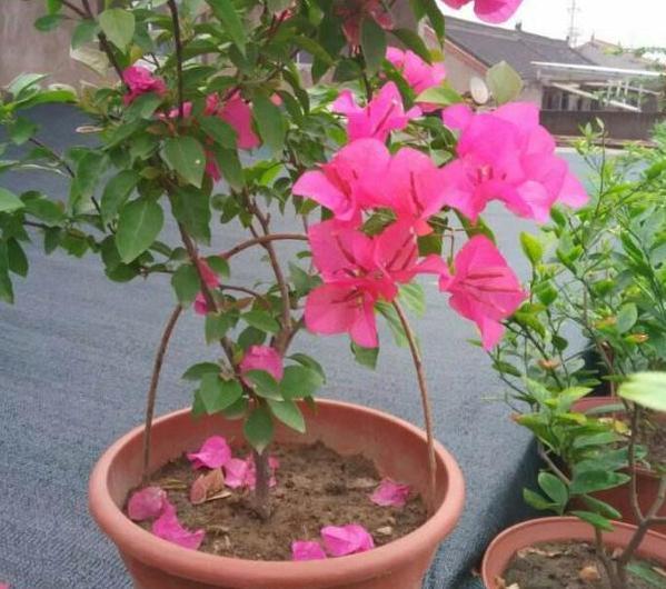 养殖''开花机器''三角梅,盆栽掌握3步操作,砰砰开花挡不住