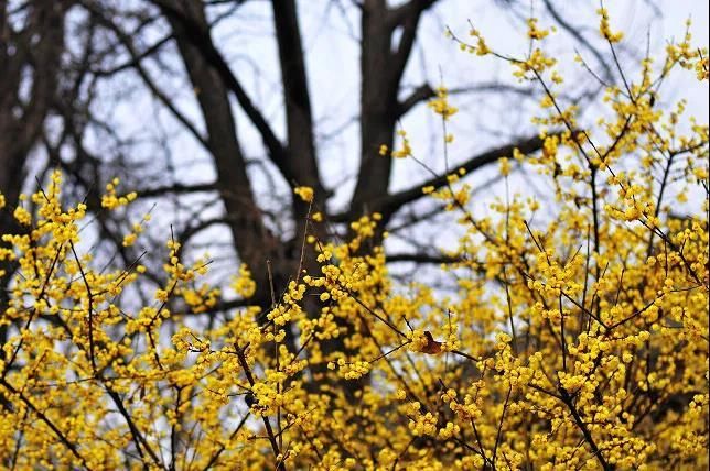 花花花花花~且看公园城市的“花月令”