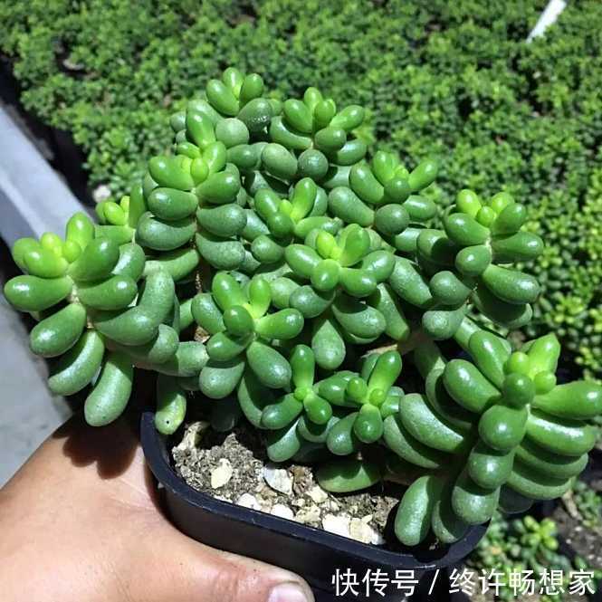 花友|养棵多肉美滋滋,谁知是家中潜藏的毒虫,不知道吃大亏!