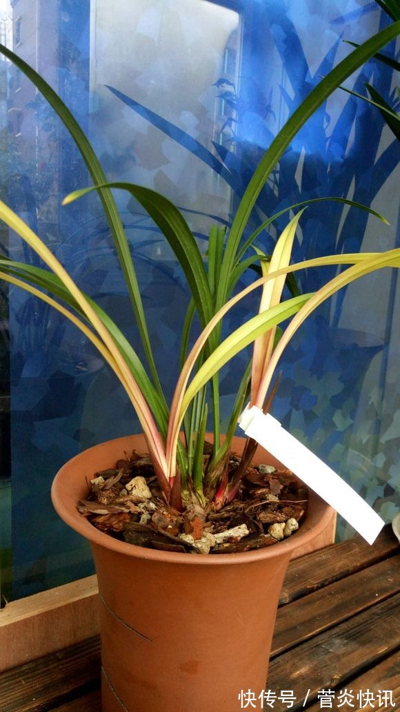 秋天给兰花换盆,盆底垫层“废料”,蹭蹭长出大白根!