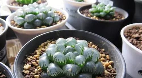 光照|塑料杯子没用？给多肉植物扣一个，叶子马上变圆润又水灵