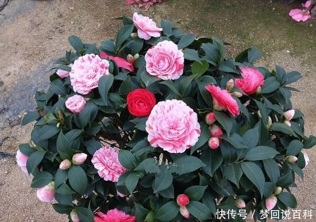 被誉为“世界名贵花木”,一树多色,有枝必有花,价格便宜还好养!