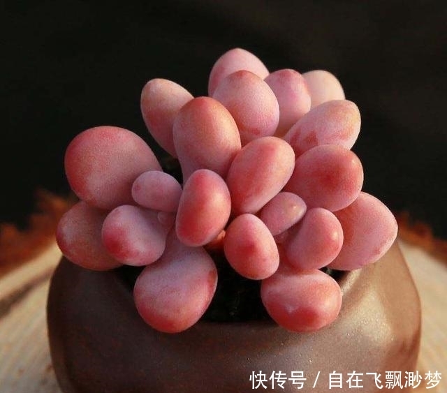 叶片|9元以下既便宜又好看的多肉普货,超级适合新手入坑