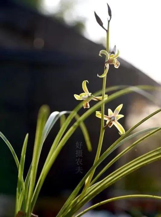 养兰花最怕什么？兰友只知其一却不知其二，怪不得养几年不开花