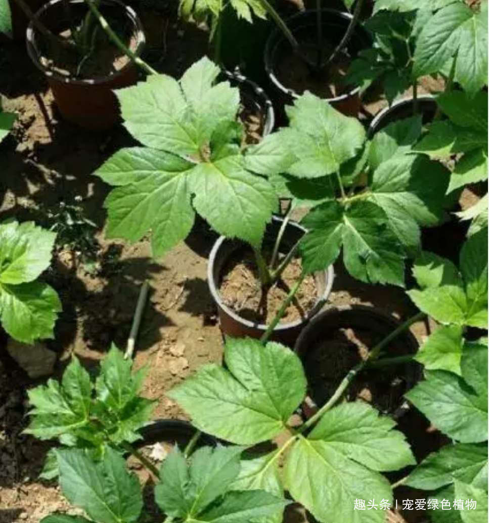 长寿草|人称“长寿草”,能“解毒,降三高”,家里种1盆,常吃身体好!