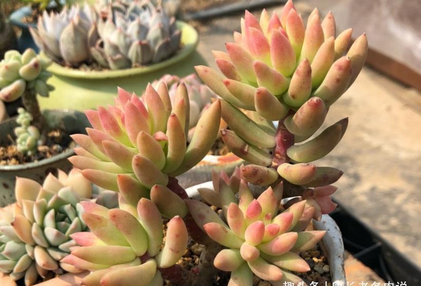 叶片|多肉千佛手放哪里养？不同季节摆放在不同的位置，这样才能养好它