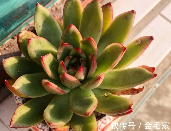 养护很长时间多肉,但是多肉一直养死,需要注意的几个方面