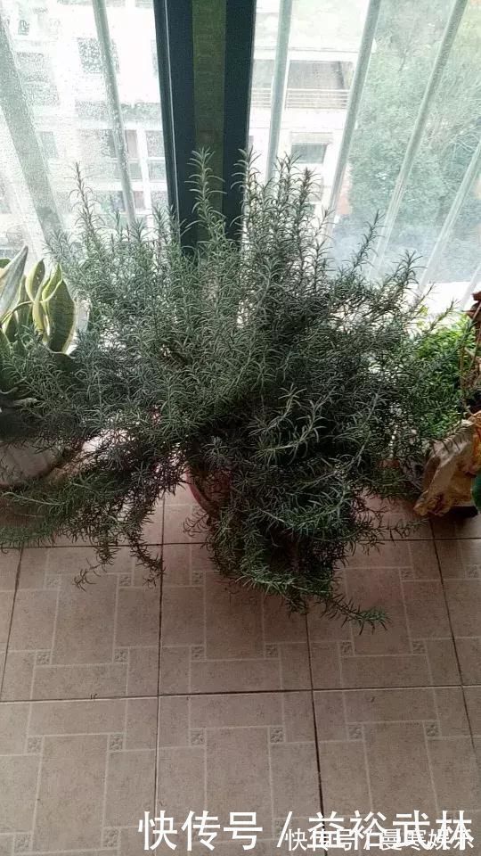 蚊香|5种花蚊子“不喜欢”,好看还好养,是天然蚊香,值得多养几盆