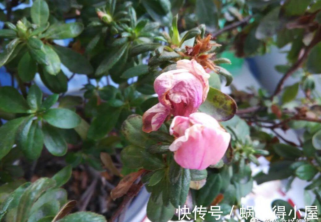 刚买的花,养几天就枯死,原来这里没做对,很多人不知道!