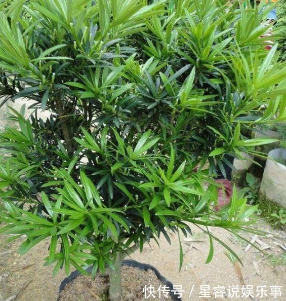 家有罗汉松,代代出富翁,这种松太贵不用买,剪个枝一插就活