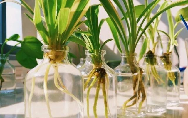 5种“药”，过期也不要扔，兑水浇花，保花不生“虫和病”