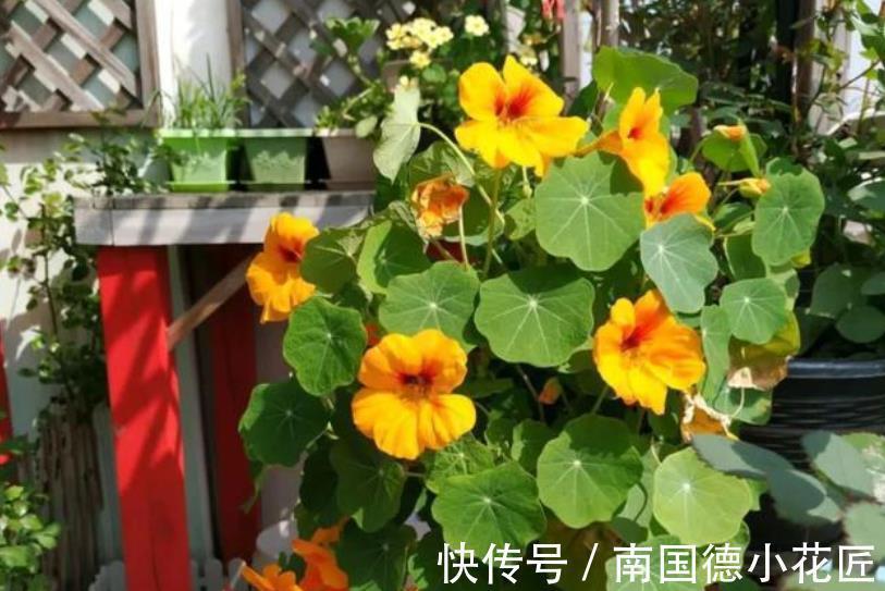 5种漂亮花,皮实好养又耐寒,现在养一盆正当时,冬天开出小花园