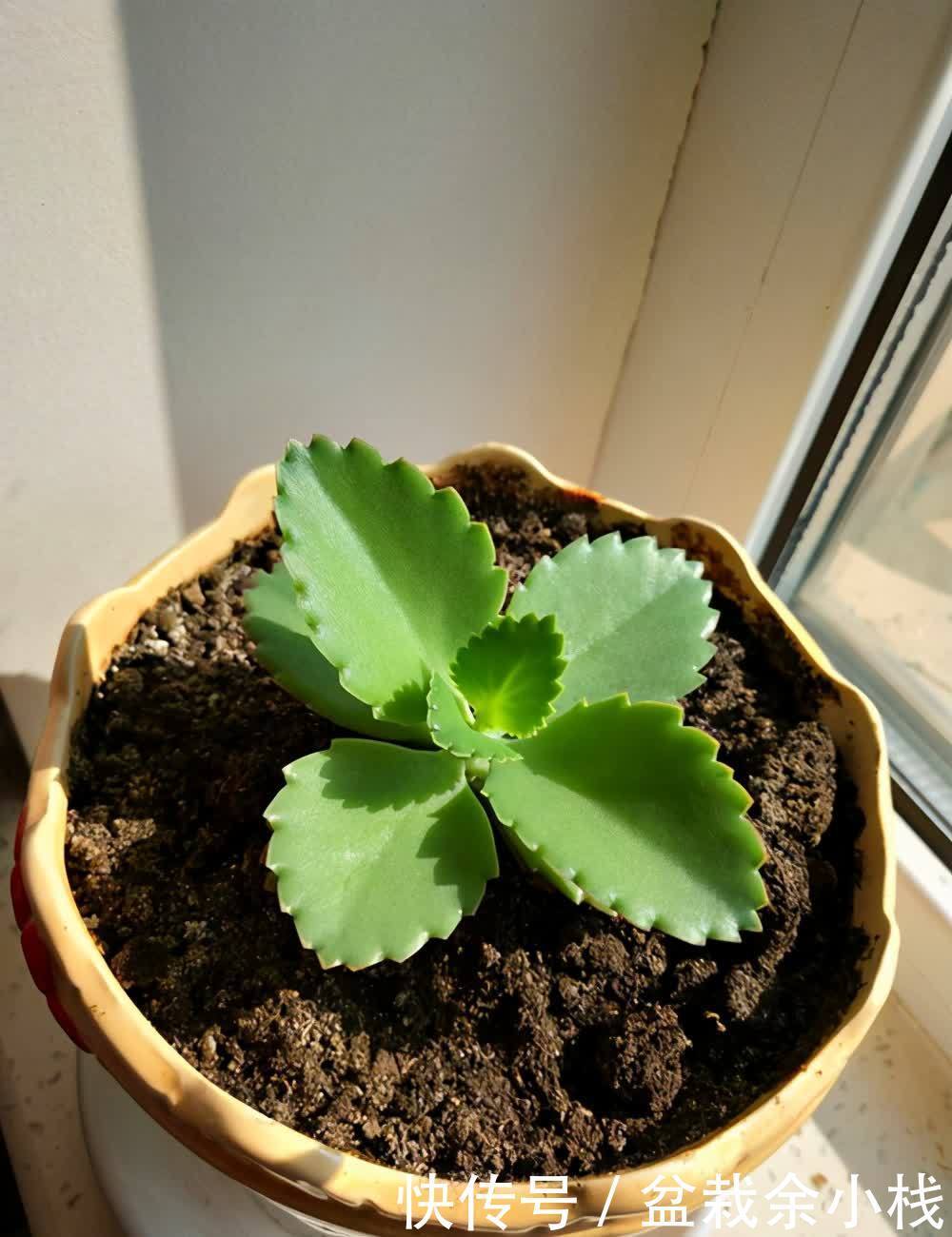 多肉珈蓝菜属，唐印、月兔耳、江户紫、落地生根、趣蝶莲、千兔耳