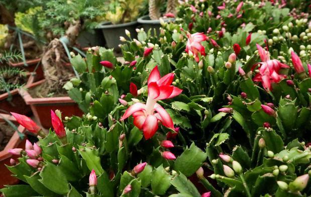 病因|蟹爪兰不开花,叶子还发蔫褶皱该怎么办摸清病因,轻松治愈