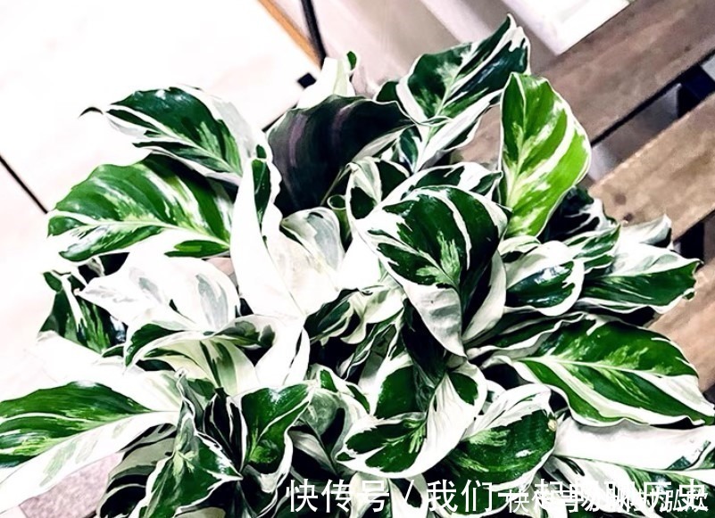 吊兰|这两种绿植,就算没有太阳也能长,非常适合在家里种