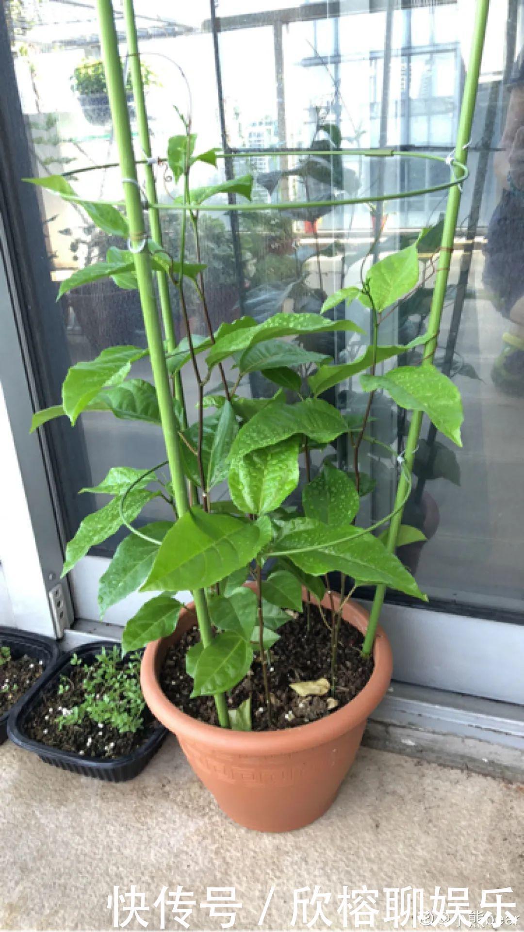 花花|大粗杆插土里，7天生根，当年结果压弯枝，不用买水果了！