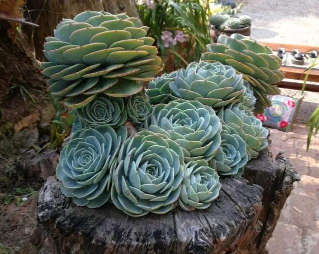 6种多肉，夏天“娇滴滴”，浇水抖抖手，空盆一大半