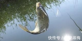 钓鲫鱼老钓友选择鱼钩，多半是根据下面几点