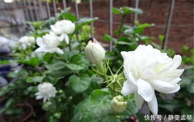开花|养茉莉花,掌握这5个“小窍门”,一年能开四岔花,简直是“开花机器”