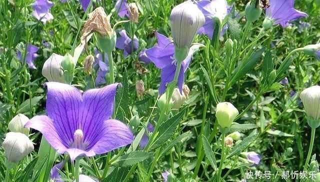 农民朋友|农村一种野草，10年前被炒到上百元一斤，如今1元一斤成笑柄