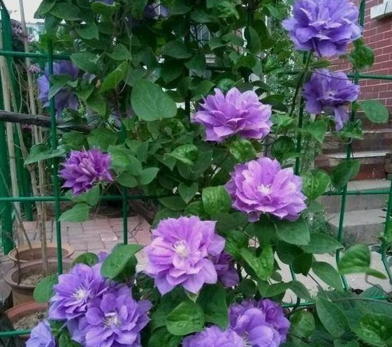 养花10年的李小姐,只养“1种花”,没想到,花盛开后,人见人夸