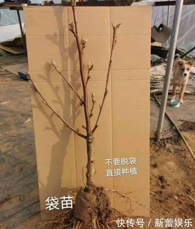 玉兰|家门口种棵“吉祥花”,满树都开花,还有“镇宅”好兆头