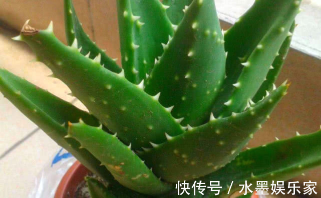 马铃薯|3种“果汁”生根水，扦插大显身手，能吃能喝的生根剂