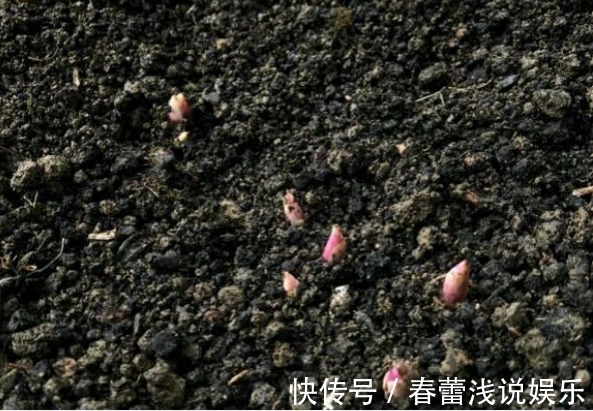 花型|最漂亮的“草本花卉”,花朵跟牡丹花一样漂亮,很值得养,别忽略