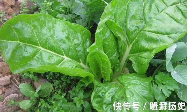 微量元素|聪明人喜欢吃3种食物,排毒养颜、延缓衰老,早吃早好!