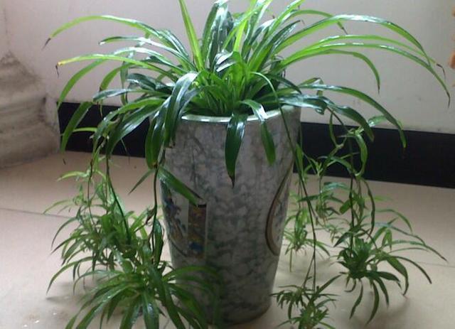 养吊兰注意这几点,新手轻松就养好,肉质根大绿叶真耐看