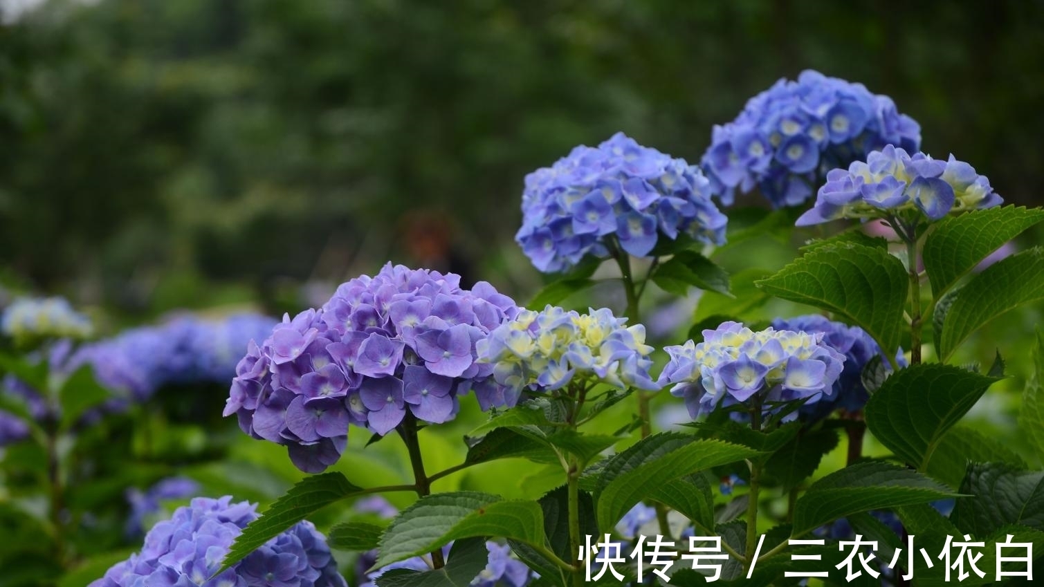 绣球花|绣球花种植技巧