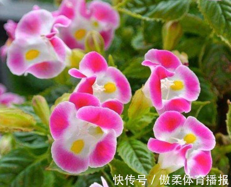 阳台上|4种花超漂亮,家里养一盆,满屋飘香,养庭院,十里飘香