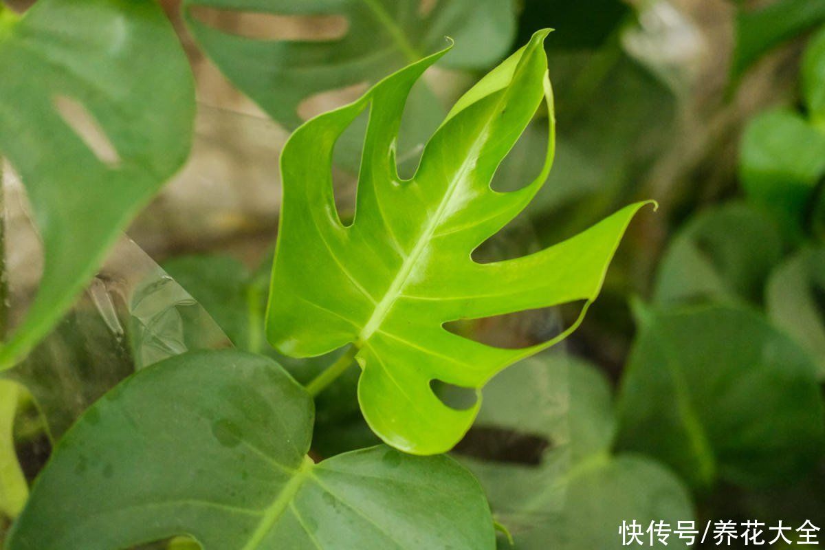 4种花各有各的特点，耐阴效果超强，北阳台也能养