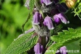 植物|有一种中药植物叫做糙苏,你见过么