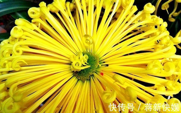 喜欢菊花,不如养盆“国华系列”国华皇冠,似美人偏偏,娇艳高贵