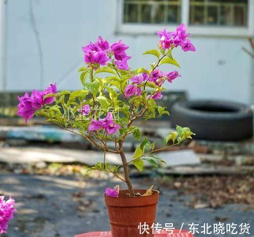 要想提高三角梅的扦插成活率,从几点入手,成活率能达到95%以上